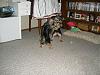 Are my Yorkies fighting?-march-2009-162.jpg