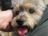 Yorkie train needed from Southern IN to Chicago IL!-resize_2truman-6_09-11.jpg
