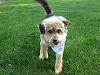 Yorkie train needed from Southern IN to Chicago IL!-resize_2truman-6_09-5.jpg