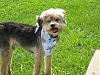 Yorkie train needed from Southern IN to Chicago IL!-resize_2truman-6_09-6.jpg