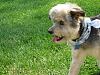 Yorkie train needed from Southern IN to Chicago IL!-resize_2truman-6_09-12.jpg