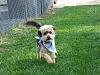 Yorkie train needed from Southern IN to Chicago IL!-resize_2truman-6_09-3.jpg