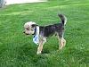 Yorkie train needed from Southern IN to Chicago IL!-resize_2truman-6_09-4.jpg