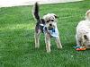 Yorkie train needed from Southern IN to Chicago IL!-resize_2truman-6_09-2.jpg