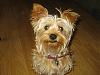 I want another Yorkie-resize_2bogey6_09.jpg