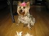 Who owns a rescue or rehomed Yorkie?-resize_2pebbles-6_09-2.jpg