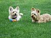 Who owns a rescue or rehomed Yorkie?-resize_2dbugs-bogs-3.jpg