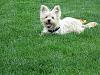 Who owns a rescue or rehomed Yorkie?-resize_2dbugs-8.jpg