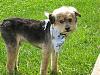Who owns a rescue or rehomed Yorkie?-resize_2truman-6_09-9.jpg