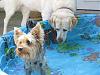 Swimming Yorkie-img_1994.jpg