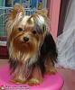 To breed or to spay a 1.3kg yorkie girl?-75994560.snap_m.jpg