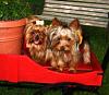 Anyone with 8 or 9 month old yorkies.-img_0052.jpg