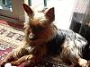 Anyone with 8 or 9 month old yorkies.-214522590c.jpg