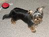 Anyone with 8 or 9 month old yorkies.-roxie-ryder-010.jpg