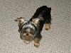 Anyone with 8 or 9 month old yorkies.-roxie-ryder-011.jpg