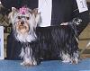 Anyone with 8 or 9 month old yorkies.-9months1.jpg