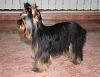 Anyone with 8 or 9 month old yorkies.-img_0241.jpg