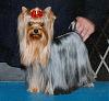 Anyone with 8 or 9 month old yorkies.-2-years.jpg
