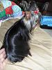 Anyone with 8 or 9 month old yorkies.-mad25sit.jpg