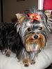 Anyone with 8 or 9 month old yorkies.-mad25b.jpg