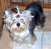Anyone with 8 or 9 month old yorkies.-gracie8months-004-600-x-450-.jpg