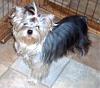 Anyone with 8 or 9 month old yorkies.-gracie8months-005-600-x-450-.jpg