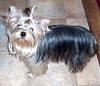 Anyone with 8 or 9 month old yorkies.-gracie8months-008-600-x-450-.jpg