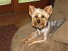 Anyone with 8 or 9 month old yorkies.-img_2089.jpg