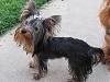 Swimming Yorkie-sprinkler8.jpg