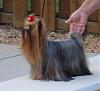 yorkie hair-boardaa.jpg