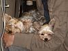 Free Yorkies...How many have one?-dsc01467.jpg