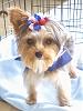 Who loves their Yorkie's floppy ears?-oliversfloppyear.jpg