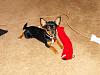 "Rat" comments... grrrr!-l_5c0570fbd60e4ae8900d955c334c7ab6.jpg
