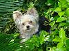 Morkie question-gucci-green.jpg