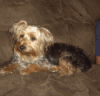 Another silky vs yorkie question-anigif2.gif