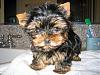 Teddy Bear yorkies?-momo-8-weeks.jpg