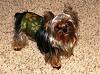 Teddy Bear yorkies?-chip-1101.jpg