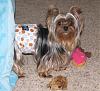 Teddy Bear yorkies?-chip-1102.jpg