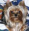 Teddy Bear yorkies?-chip-1103.jpg