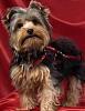 Teddy Bear yorkies?-milo.2.jpg