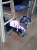 Yorkie's with tails?-rosie3-2009.jpg