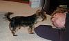 Yorkie's with tails?-noah-meets-grandma.jpg