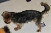 Yorkie's with tails?-noahs-tail-jazzys-party.jpg