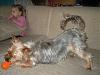 Yorkie's with tails?-007.jpg