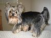 Types of Yorkie Haircuts?-img_1031.jpg