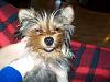 My 4lb. Yorkie fractured 4 bones!-lol_320x240.jpg