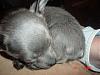 I have a rare born silver yorkie-dsc04845.jpg