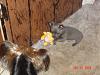 I have a rare born silver yorkie-dsc04760.jpg