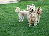 Yorkie's with tails?-resize_2dbug-bogey-6_09.jpg