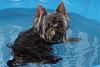 He loves his doggy pool-smaller.jpg
